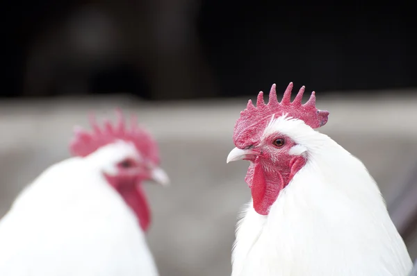 Two roosters — Stock Photo, Image