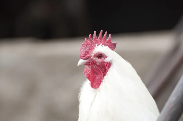 Rooster portrait — Stock Photo, Image