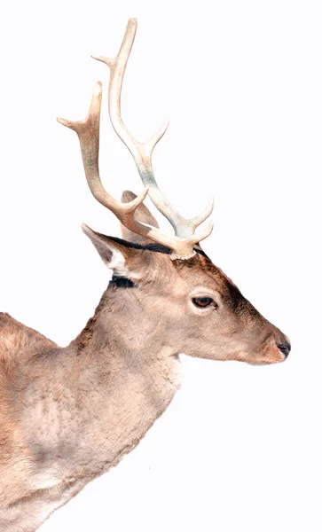 Buck geyik portre üzerinde beyaz izole — Stok fotoğraf