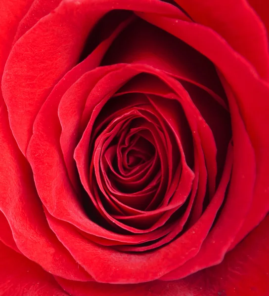 Κόκκινο τριαντάφυλλο μακροεντολή πλάνο — Φωτογραφία Αρχείου