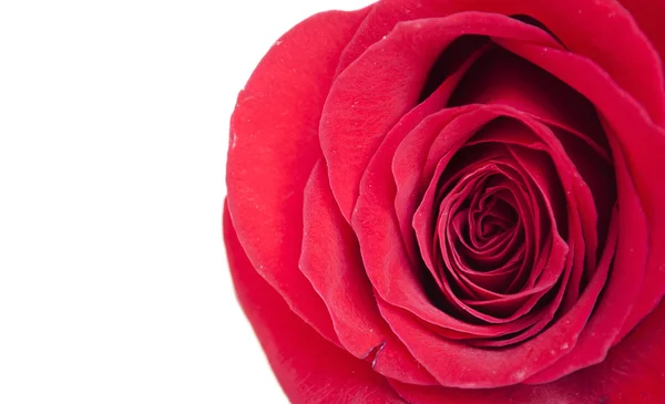 Κόκκινο τριαντάφυλλο μακροεντολή πλάνο — Φωτογραφία Αρχείου