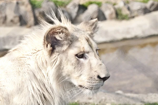 Белый львенок — стоковое фото