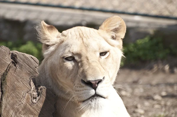 Weißes Löwenweibchen — Stockfoto
