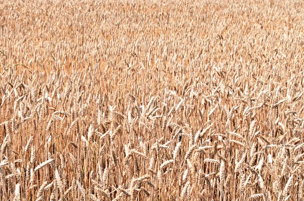 Фон поля золотої пшениці — стокове фото