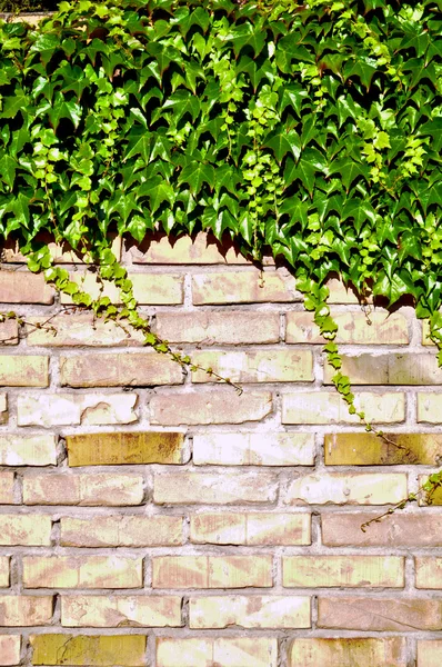 Ivy and bricks — Stock Photo, Image