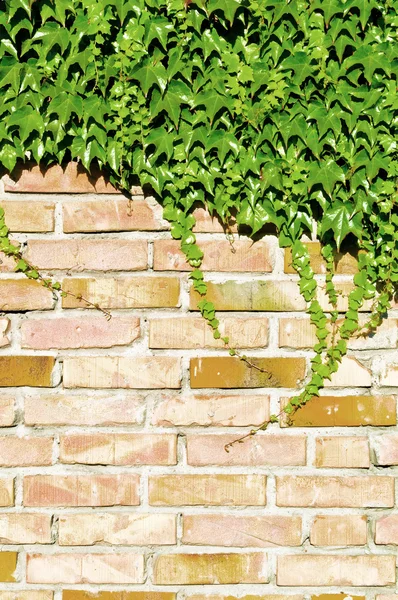 Murgröna och tegel vägg — Stockfoto