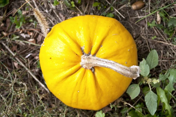 Yellow pumpkin — Stock Photo, Image