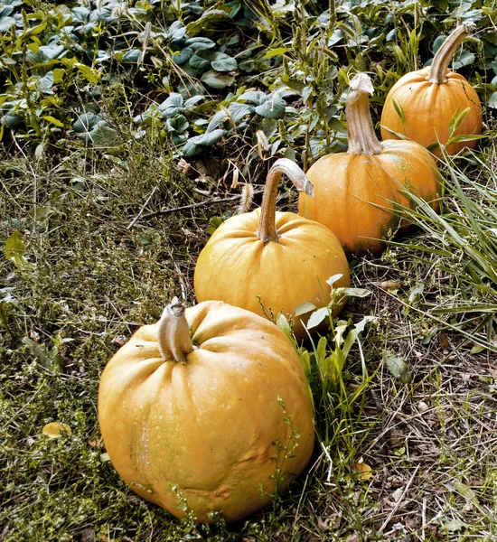 Pumpkins in garden — Stock Photo, Image