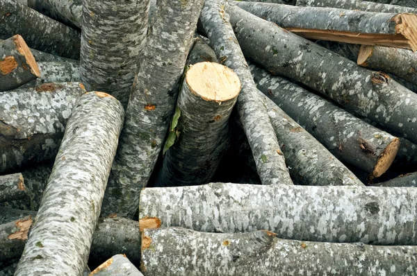 Pozadí suché dřevo nasekané protokolů — Stock fotografie