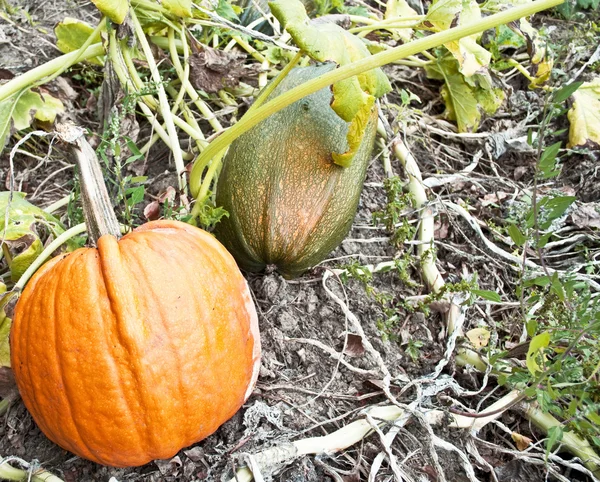 Pumpkins growing in garden — Stock Photo, Image