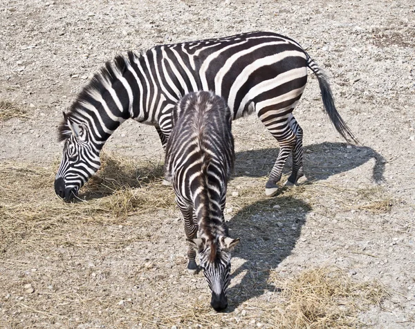 Twee Zebra's grazen — Stockfoto