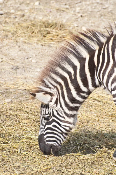 Zebra grazen — Stockfoto