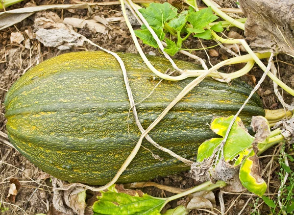 Green pumpkin in garden — Stock Photo, Image