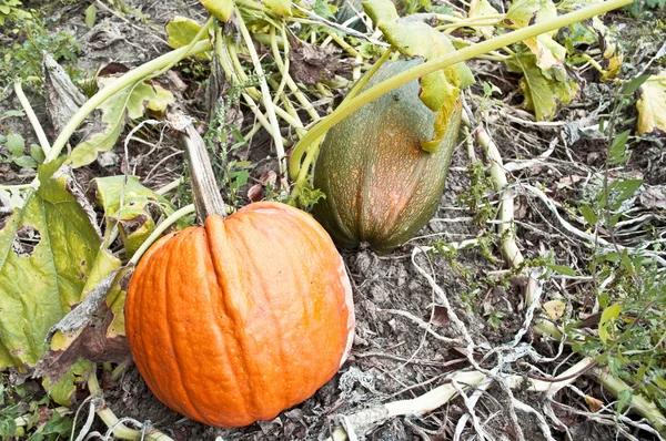 Pumpkins growing in garden — Stock Photo, Image