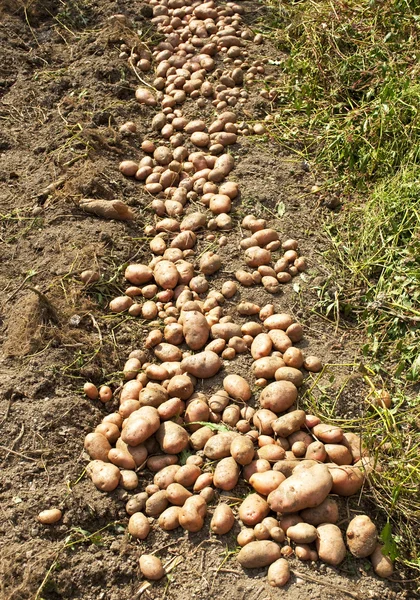 Fresh potatoes in garden — Stock Photo, Image