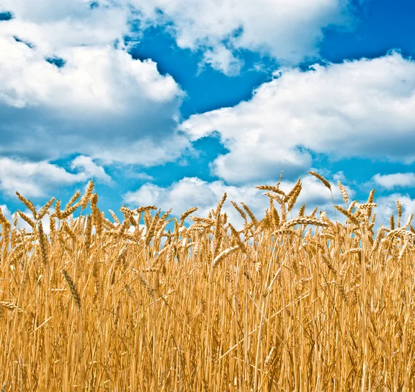 麦畑と雲と青空 — ストック写真