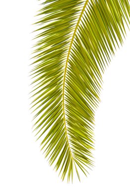palmiye yaprağı üzerinde beyaz izole