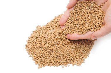 Fistful of wheat grains on white background clipart