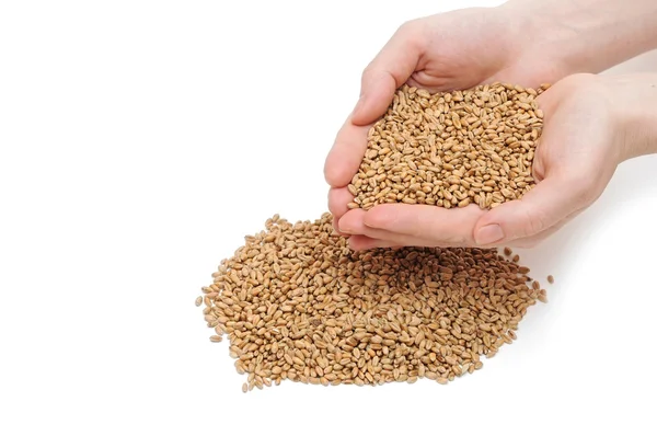 Grain in hand on white background — Stock Photo, Image