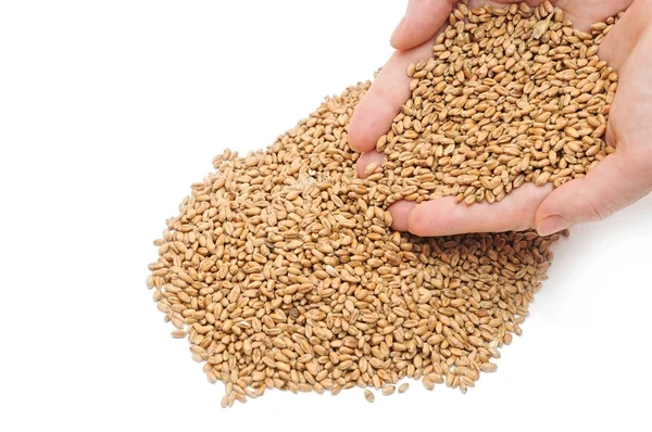 Punhado de grãos de trigo no fundo branco — Fotografia de Stock