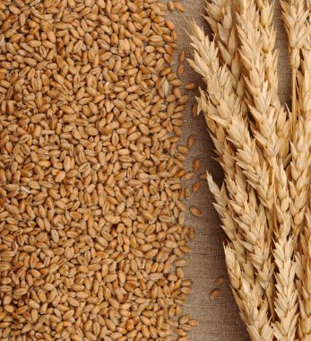 Wheat on sacking background clipart
