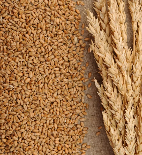 Пшениця на міцному тлі — стокове фото