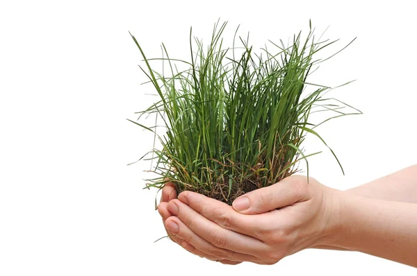 Small grass on woman hand. Isolated on white — Stock Photo, Image
