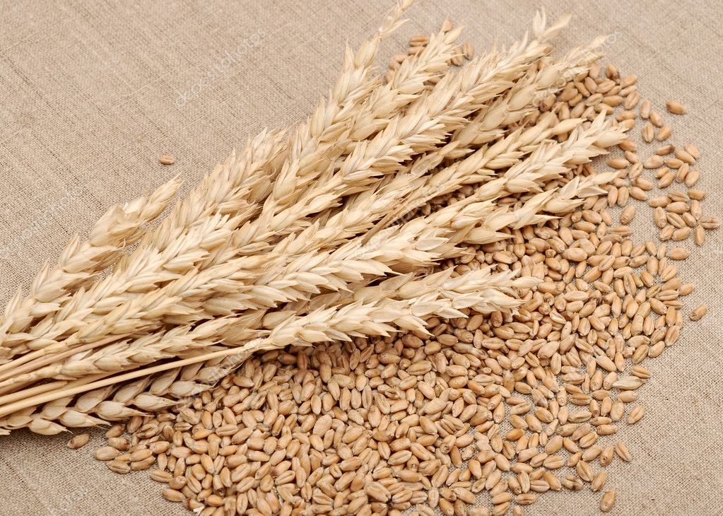 Крупная партия курской пшеницы не доехала до зернового терминала в Новороссийске