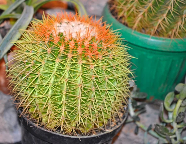 stock image Cactus