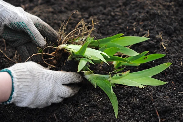 stock image Plant in hand over soil background