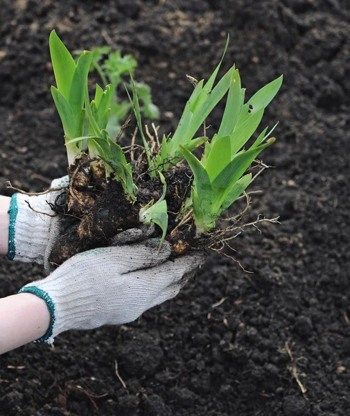 Plant in hand over soil background — Stock Photo, Image