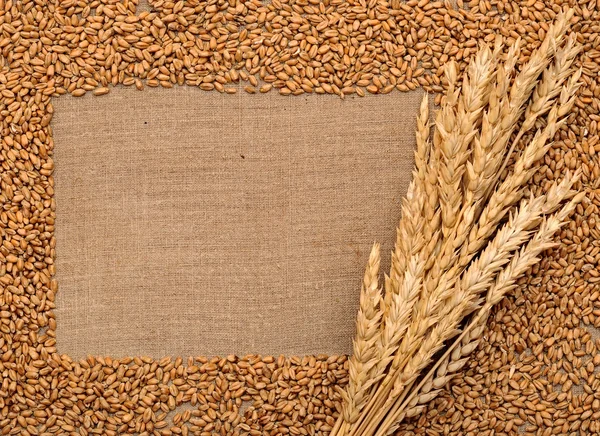 Пшеничные уши на мешок — стоковое фото