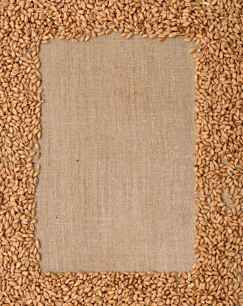 Orelhas de trigo em material de saco áspero — Fotografia de Stock