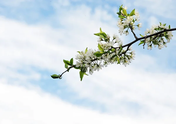 Apple tree květiny na pozadí modré oblohy — Stock fotografie