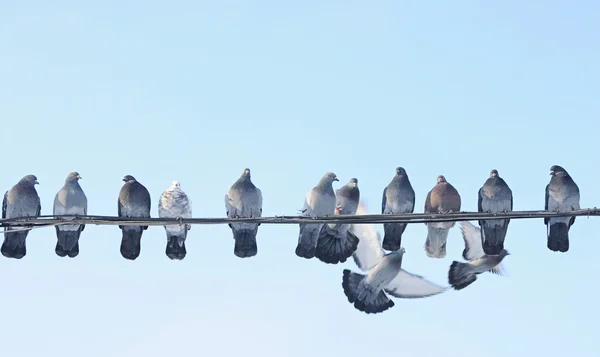 Літаючий голуб намагається сісти на дріт — стокове фото