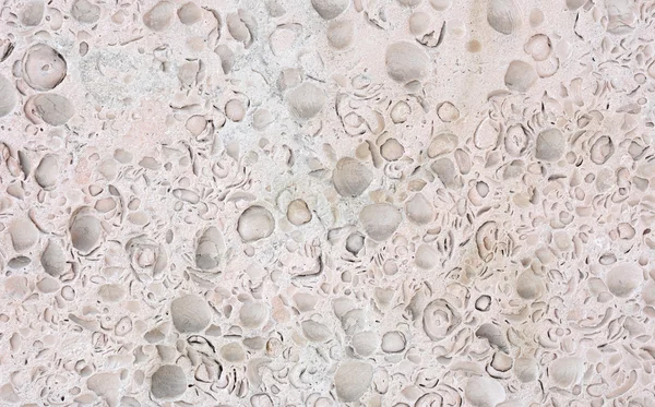Padrão de conchas em concreto como material de construção — Fotografia de Stock
