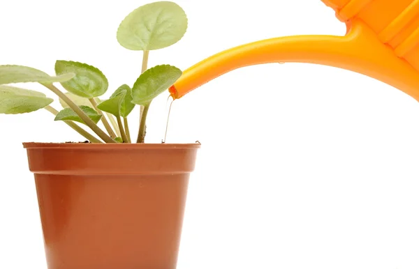 Närbild hand vattna en planta med vattenkanna — Stockfoto