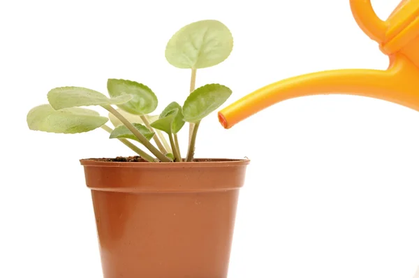 Primo piano innaffiare a mano una pianta con annaffiatoio — Foto Stock