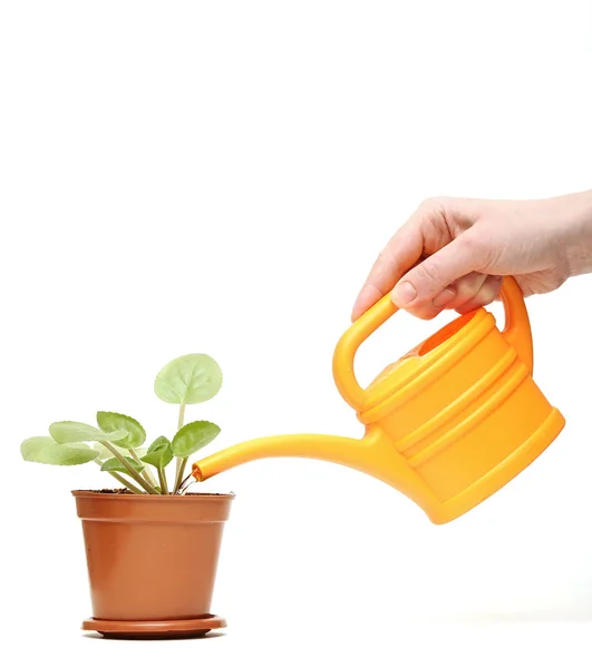 Nahaufnahme von Hand eine Pflanze mit der Gießkanne gießen — Stockfoto