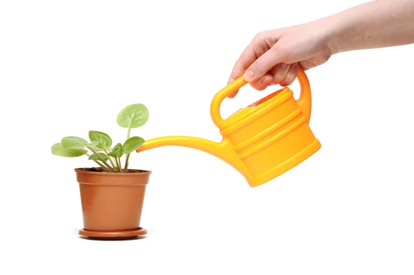 Nahaufnahme von Hand eine Pflanze mit der Gießkanne gießen — Stockfoto