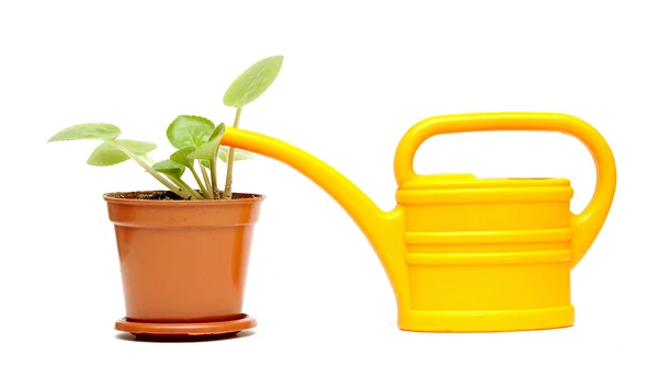 Potted flower and yellow watering can — Stock Photo, Image