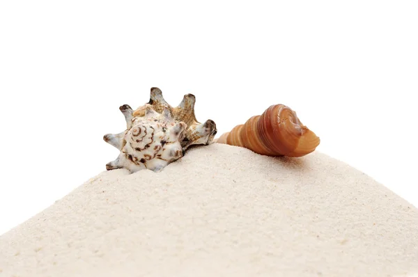 Nahaufnahme schöne Muscheln mit Sand auf weißem Hintergrund — Stockfoto