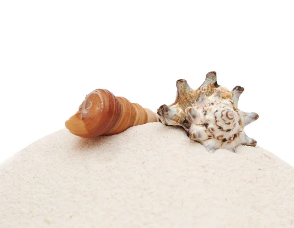 Nahaufnahme schöne Muschel mit Sand auf weißem Hintergrund — Stockfoto