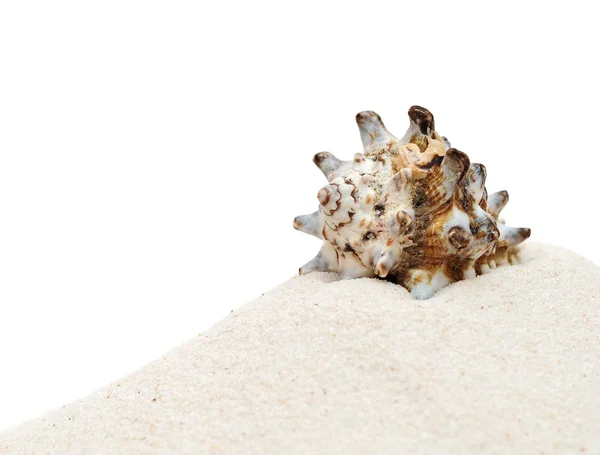 Closeup krásné mořské mušle s pískem na bílém pozadí — Stock fotografie