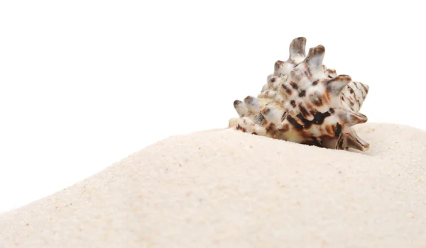 特写美丽的海壳的白色背景上的沙子 — 图库照片