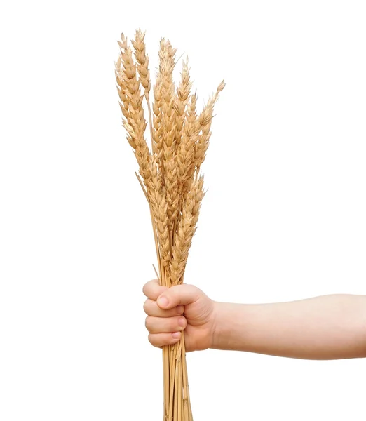 Wheat in children hand over white background — Stock Photo, Image