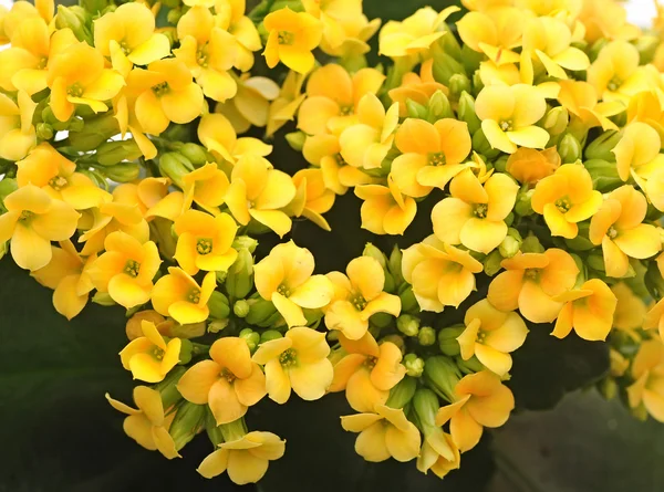 stock image Flower Kalanchoe