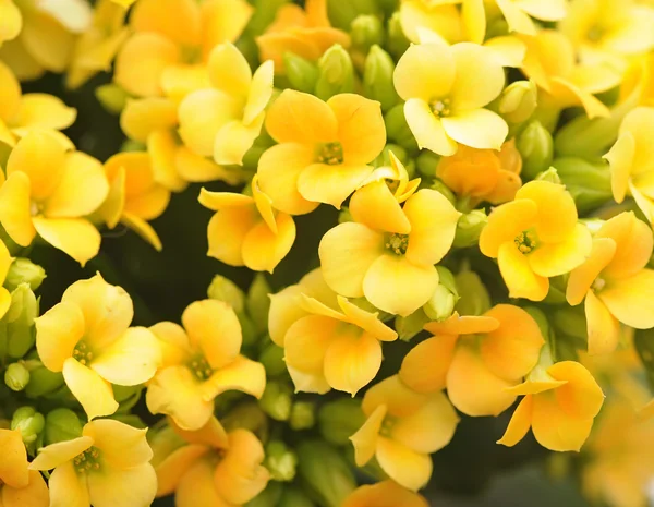 Kalanchoe virág — Stock Fotó