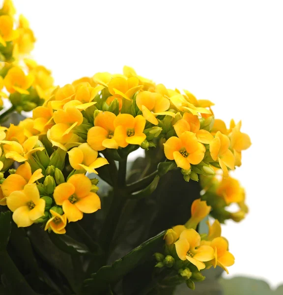 Flower Kalanchoe — Stock Photo, Image