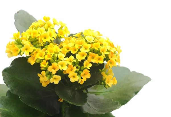 Flower Kalanchoe — Stock Photo, Image